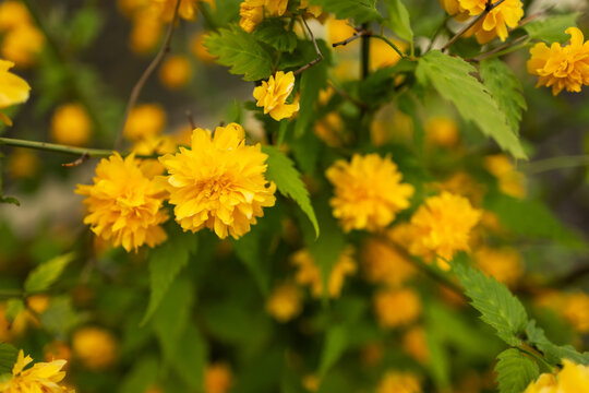 kerria japonica flowers in full bloom close up