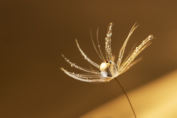 Beautiful shiny dew water drop on dandelion seed in nature macro. Soft selective focus, sparkling bokeh