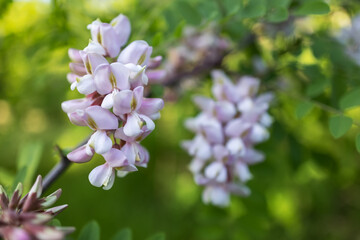 Pink acacia flowers bloom on the tree