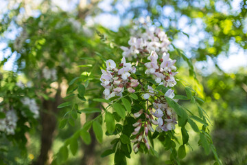 Pink acacia flowers, fragrant spring flowers