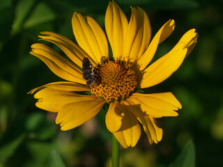 A close-up photo of a bee on a yellow flower