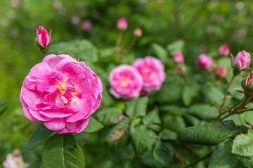 Tea rose bud close up. A bush of pink tea roses in spring