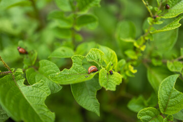 potato cultivation destroyed by larvae and beetles of Colorado potato beetle,