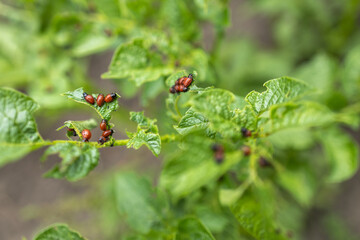 Many Colorado potato beetle.Potato bugs on foliage of potato in nature, natural background
