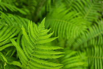 Beautiful fern leaf texture in nature. Natural ferns blurred background. Fern leaves. Fern plants in forest.