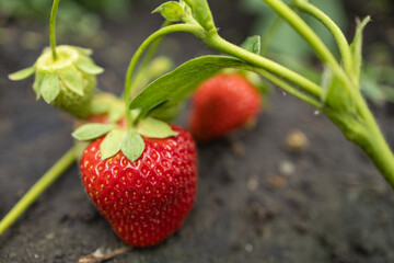 Red strawberries hanging from plant in plantation