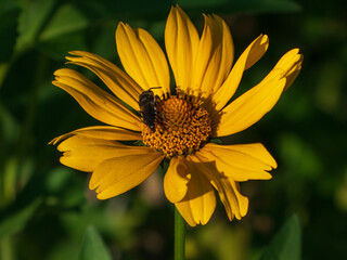 A close-up photo of a bee on a yellow flower
