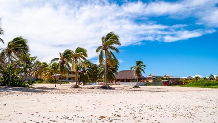 beach with palm trees