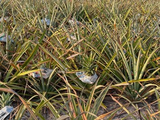 Field of pineapple fruit wrapped with paper.