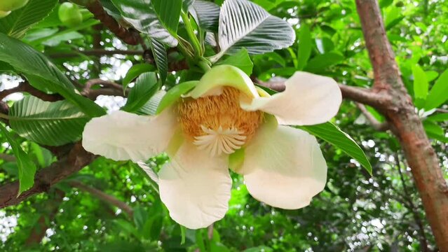 Elephant apple Dillenia Rolf flowers in Philippine gardens. Martelli flowers on Dillenia suffruticosa (Griff.) plant.
