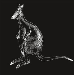 Toolache wallaby extinct animal sketch © Marina Gorskaya