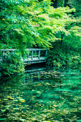 新緑の名もなき池