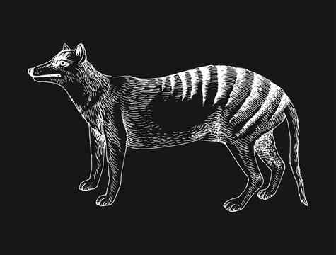 recommend clip art: Tasmanian tiger extinct animal sketch
