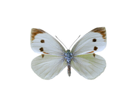 Pieris brassicae butterfly isolated on white background
