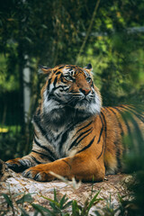 tiger in the woods
