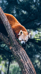 red panda on tree