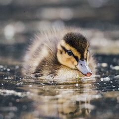 little duckling swimming