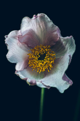 close up of a flower
