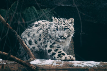little snow leopard in the woods