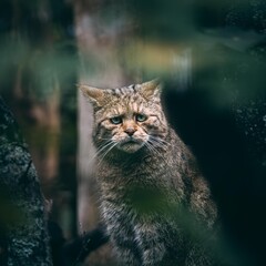 portrait of a european wildcat standing in woods