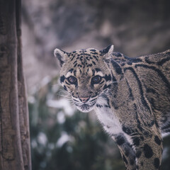 portrait of a clouded leopard