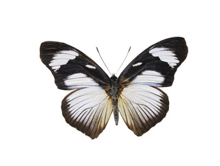 hypolymnas antedon butterfly isolated on white background