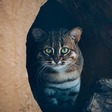 portrait of rusty-spotted cat in tunnel