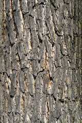 Eastern black walnut bark detail