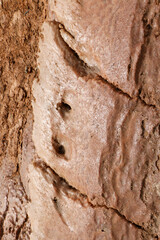 sand dunes in the desert