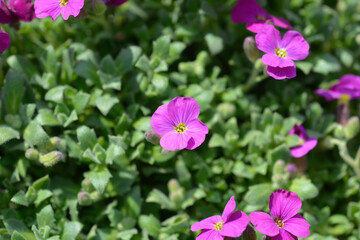 Obraz premium Aubrietia Audry Red flowers