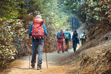 Back view of group friends hiking with large backpacks along mountain path through beautiful forest during trek in Himalayas, Nepal.