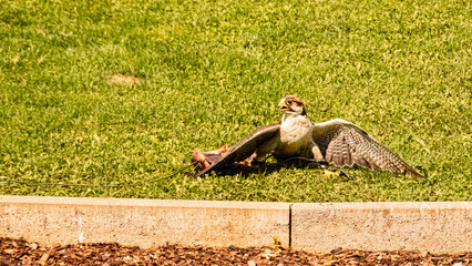 Falco biarmicus, lanner falcon, shielding its prey on a sunny summer day