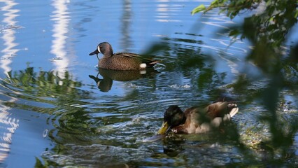 An image of a Mallard and a Blue-winged Teal feeding together along the shores of Lake Ontario.