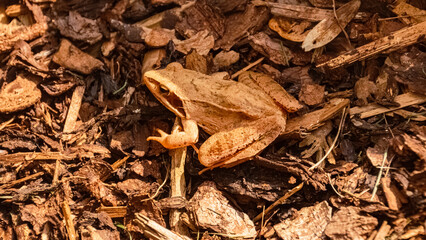 Macro of rana, brown frog, on a sunny summer day