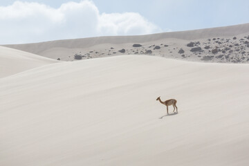 Naklejka premium Vicuna