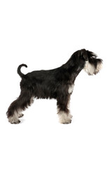 miniature schnauzer puppy 