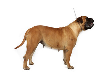 Obraz premium Standing bullmastiff dog isolated on white background