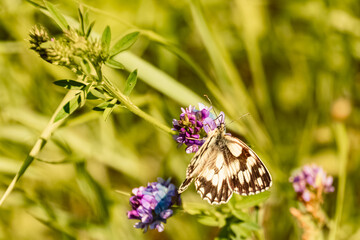 Macro of Melanargia galathea, marbled white butterfly, on a sunny summer day