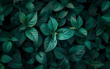 A close up of a dark green leaf