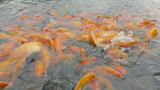 lots of yellow, white and black goldfish and tilapia gather to look for food in the pond