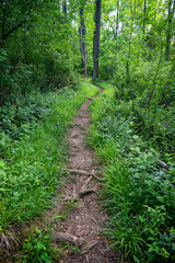 A narrow dirt footpath winds through lush green idyllic woodland personal journey