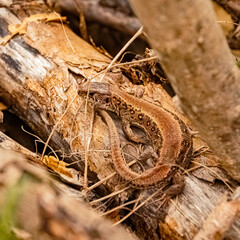 Lacerta agilis, sand lizard, on a sunny summer day