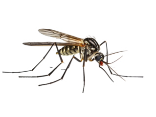 a close up of a mosquito