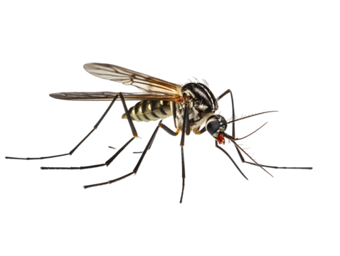 a close up of a mosquito