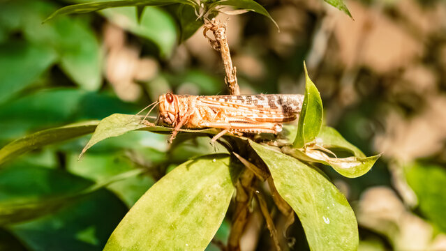 Macro of Valanga irregularis, hedge grasshopper, on a sunny day in summer