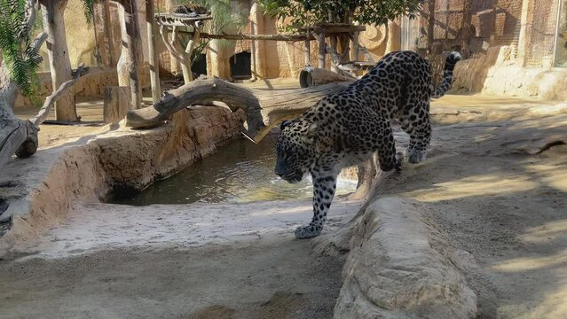 Slow motion on leopard walking