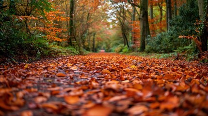 A tranquil autumn scene with fallen leaves covering a forest path.