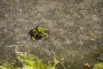 Pond frog in mating mood. (Pelophylax kl. esculentus) is a European species of frog in the Ranidae family. Hanover, Germany.