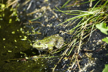 Pond frog in mating mood. (Pelophylax kl. esculentus) is a European species of frog in the Ranidae family. Hanover, Germany.