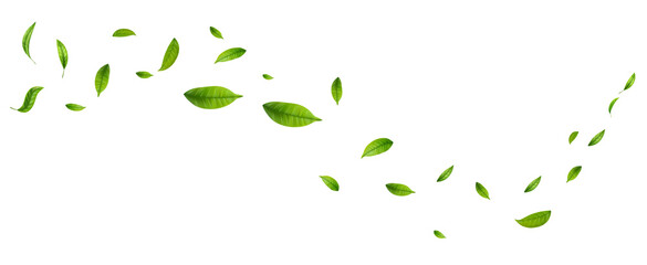 Realistic green tea leaves in motion, flying on transparent background